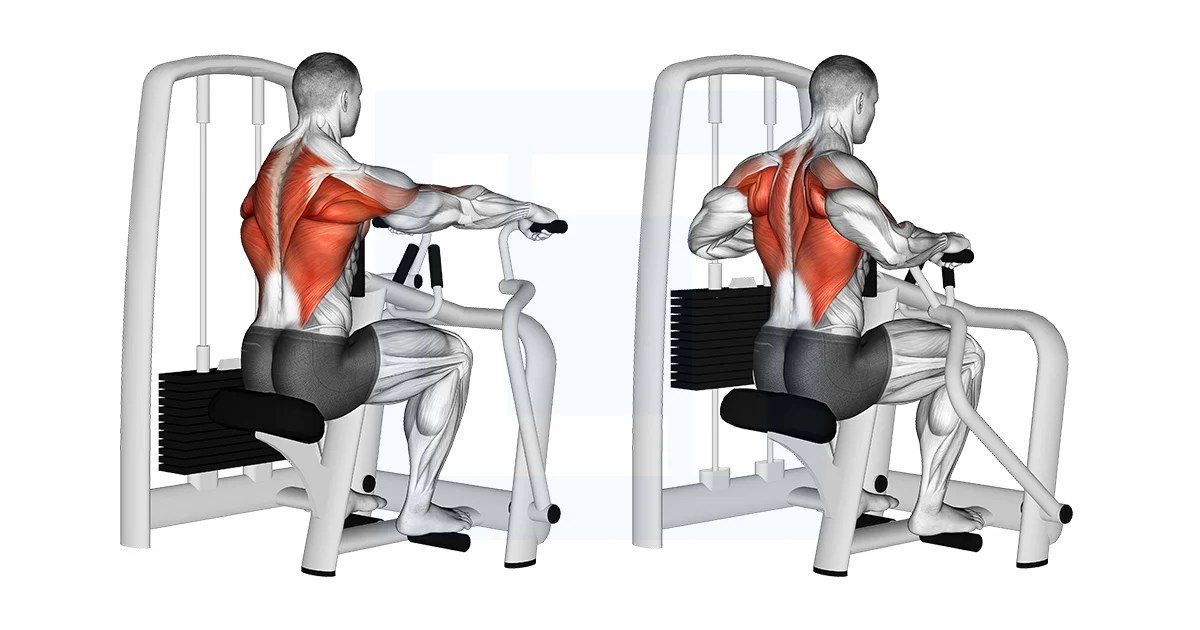 Seated Machine Row exercise demonstration, targeting the back